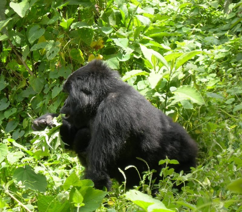 Gorilla trekking from South Africa