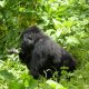 Gorilla trekking from South Africa