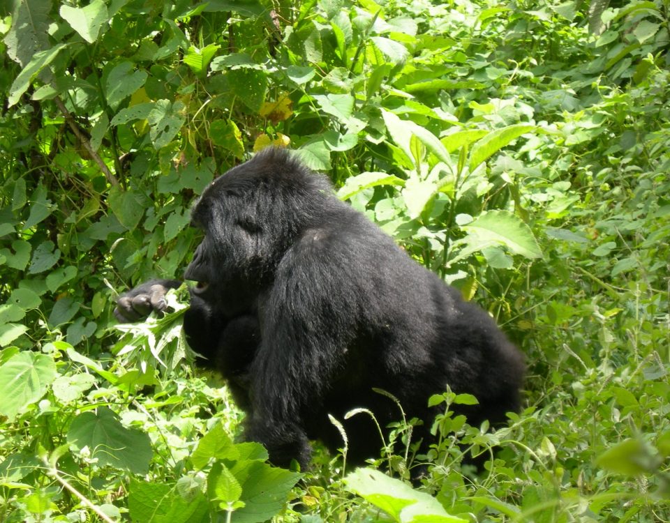 Gorilla trekking from South Africa