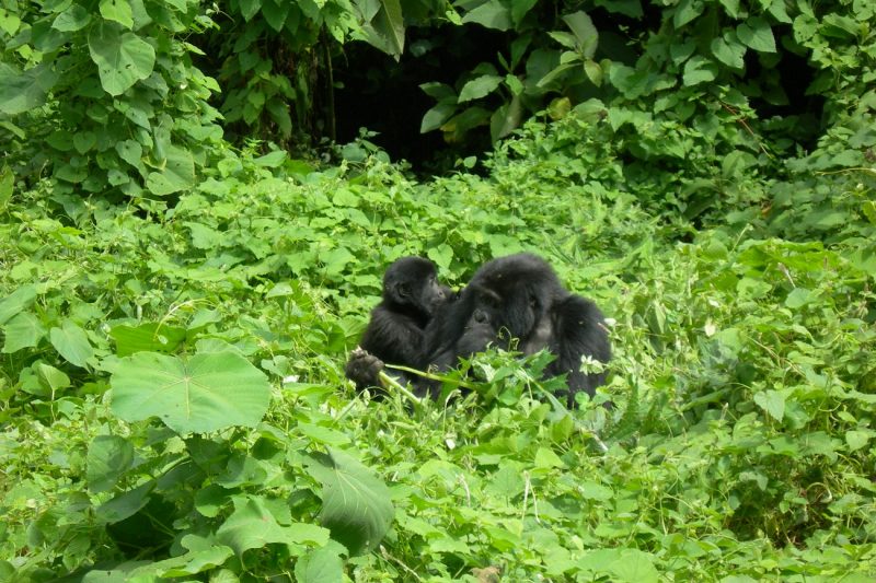 Bwindi Impenetrable Forest