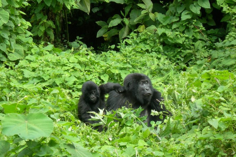 Rwanda gorilla trips