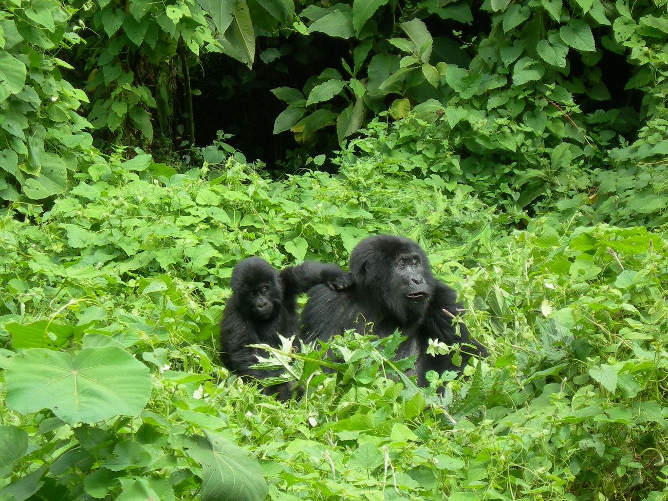 Rwanda Gorilla Tours