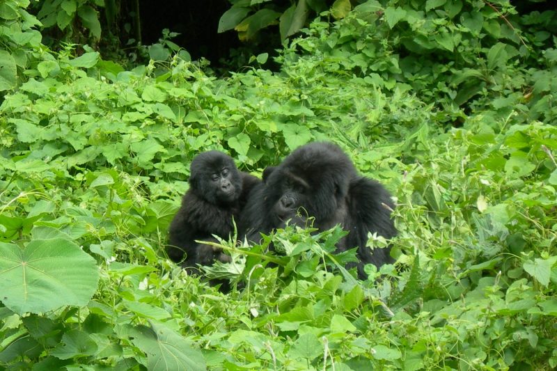 Mgahinga Gorilla National Park