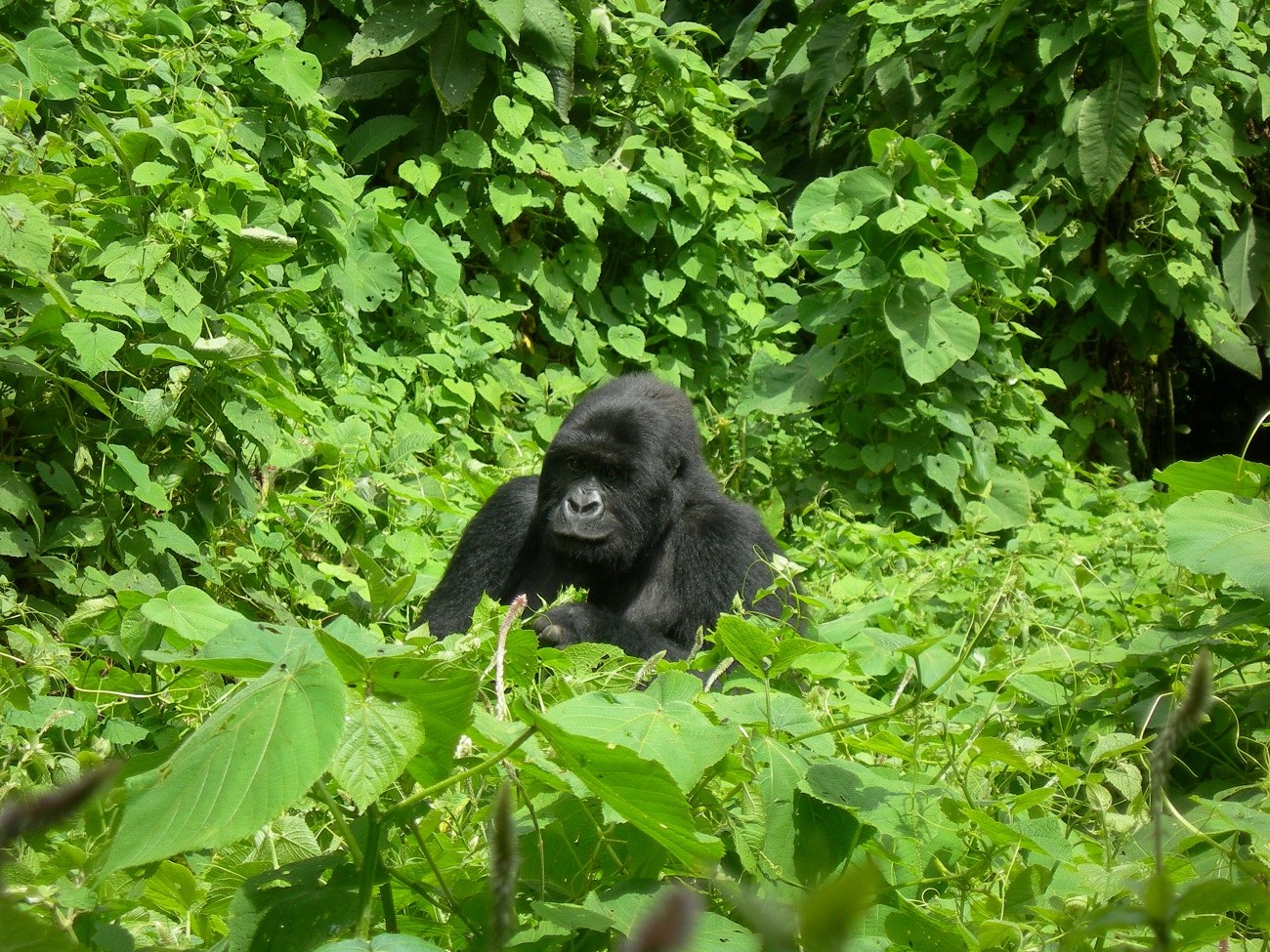 Gorilla Trekking Safaris in Africa