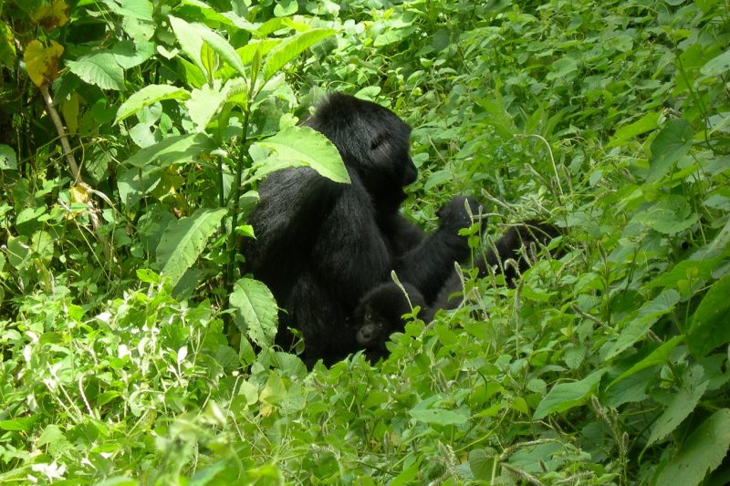 Gorilla Trekking