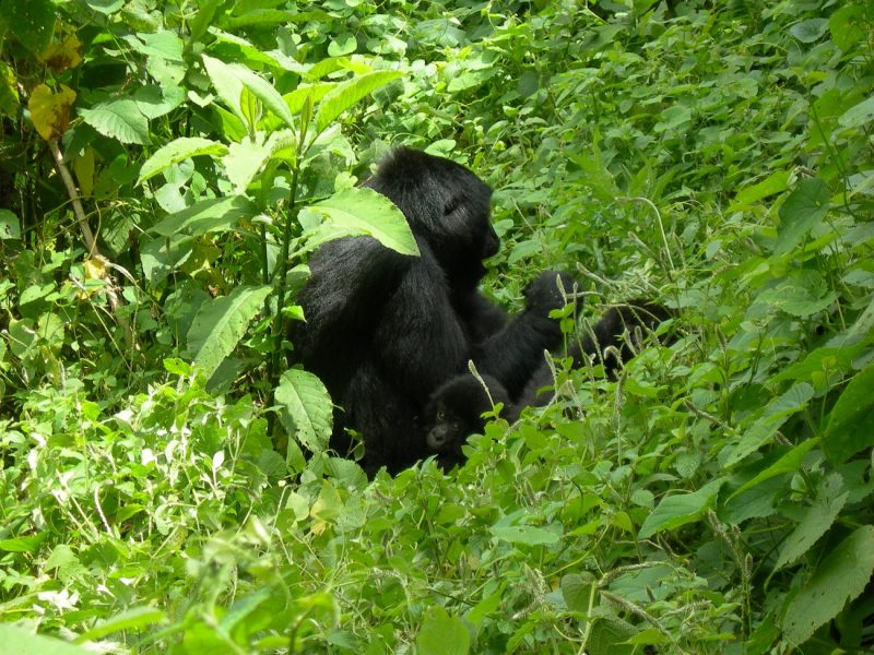 Gorilla Trekking Safaris in Rwanda