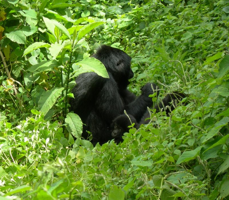 Gorilla Trekking Safaris in Rwanda