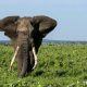  Best of Tanzania Safaris