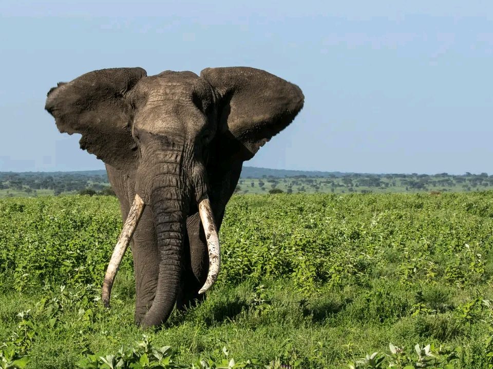  Best of Tanzania Safaris