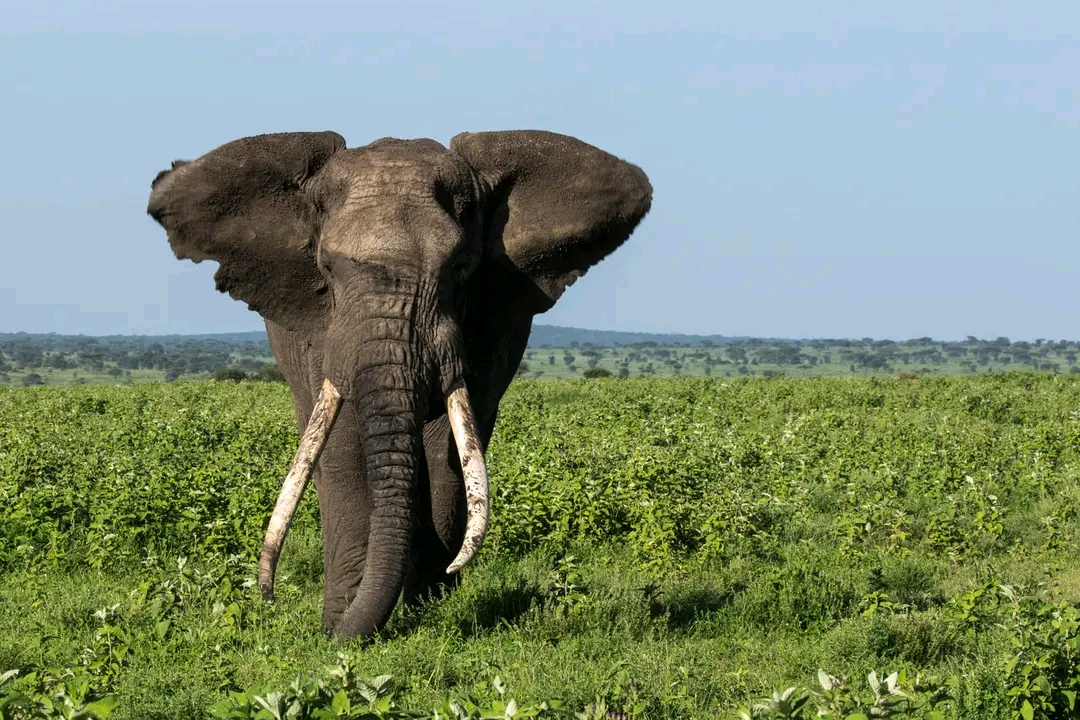  Best of Tanzania Safaris
