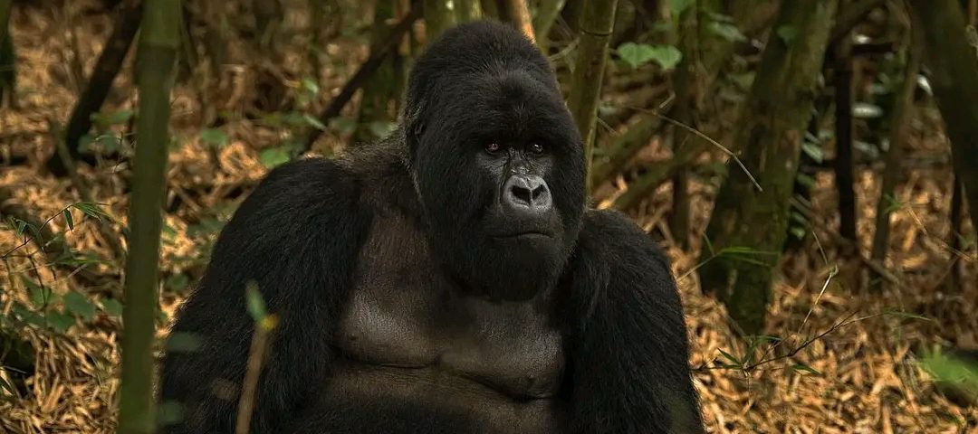 Gorilla Safari Tours in Uganda