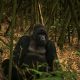 Gorilla Safari Tours in Uganda