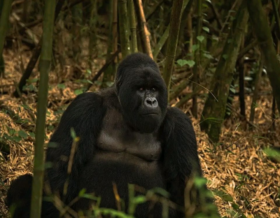 Gorilla Safari Tours in Uganda