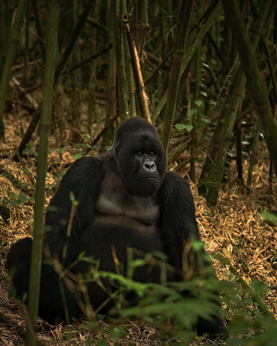 Gorilla Safari Tours in Uganda