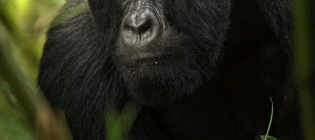 Gorilla trekking from South Africa