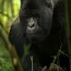 Gorilla trekking from South Africa