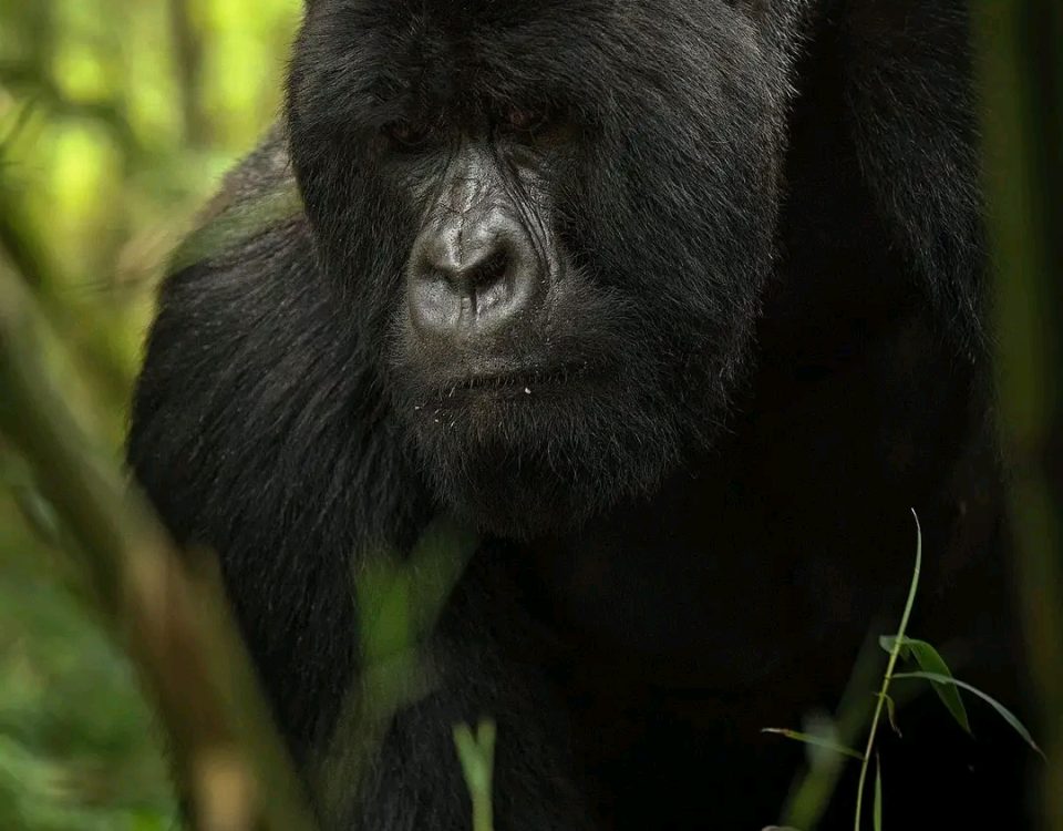 Gorilla trekking from South Africa