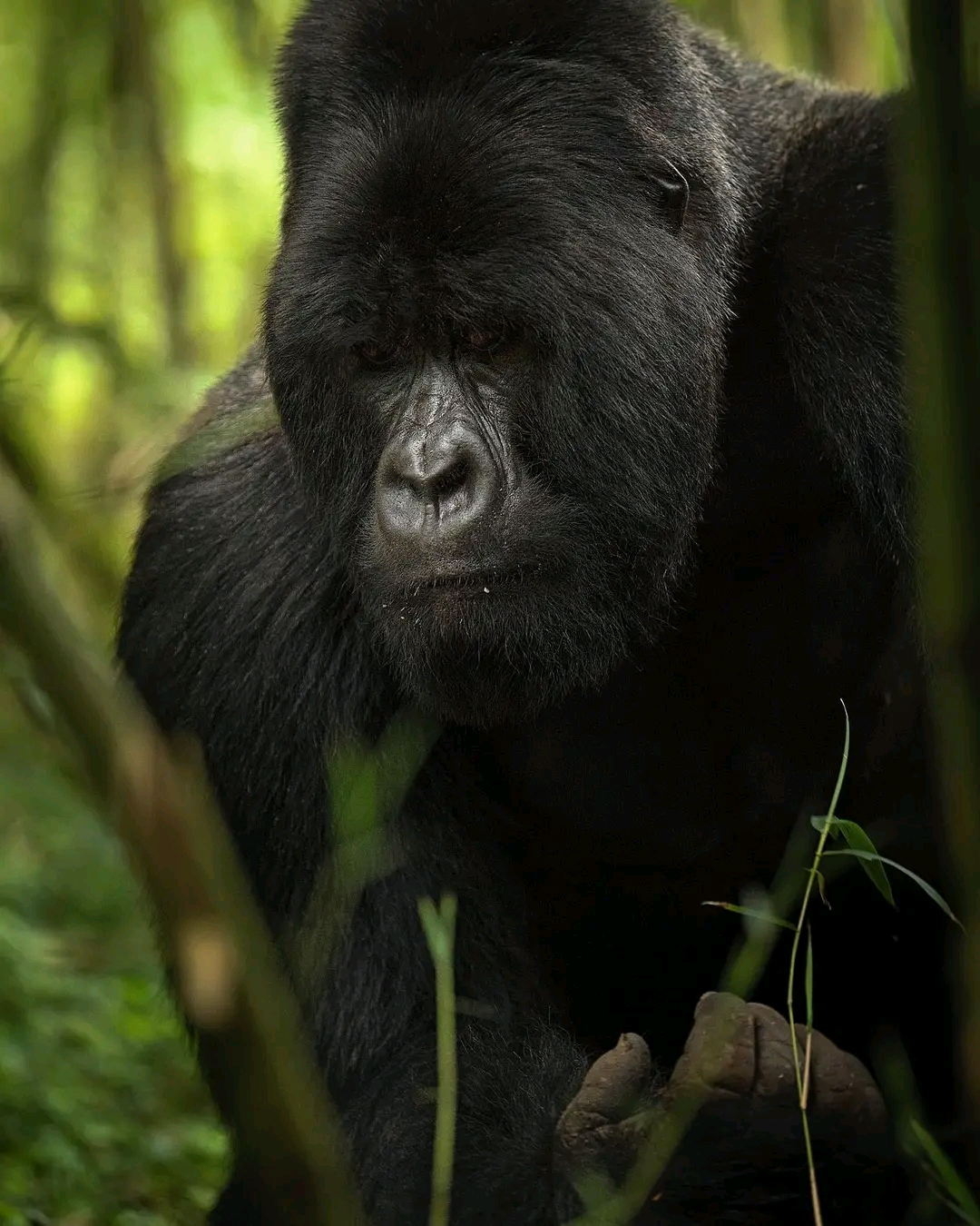 Gorilla trekking from South Africa