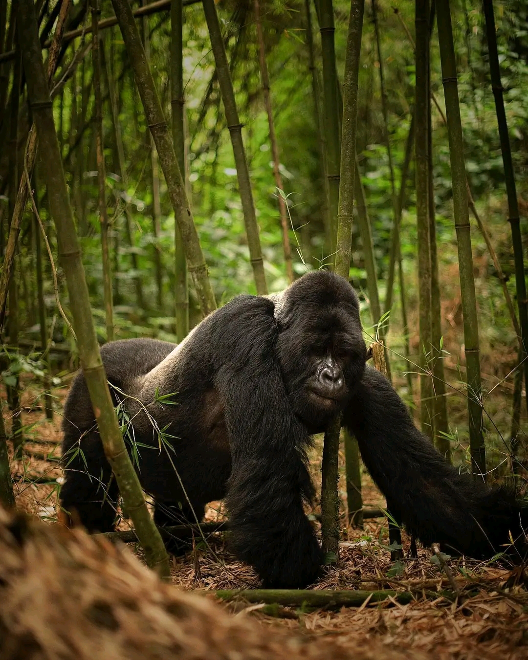 Best time to go gorilla trekking 