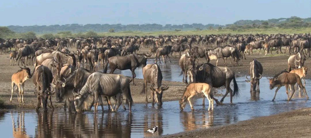 Top 5 things to do in Masai Mara National