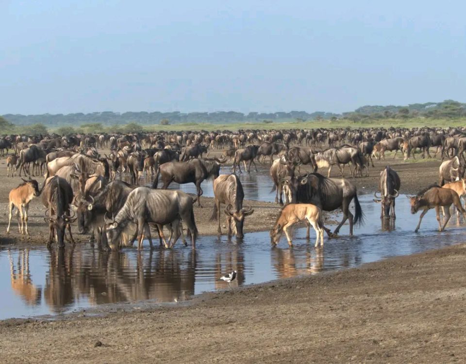 Top 5 things to do in Masai Mara National