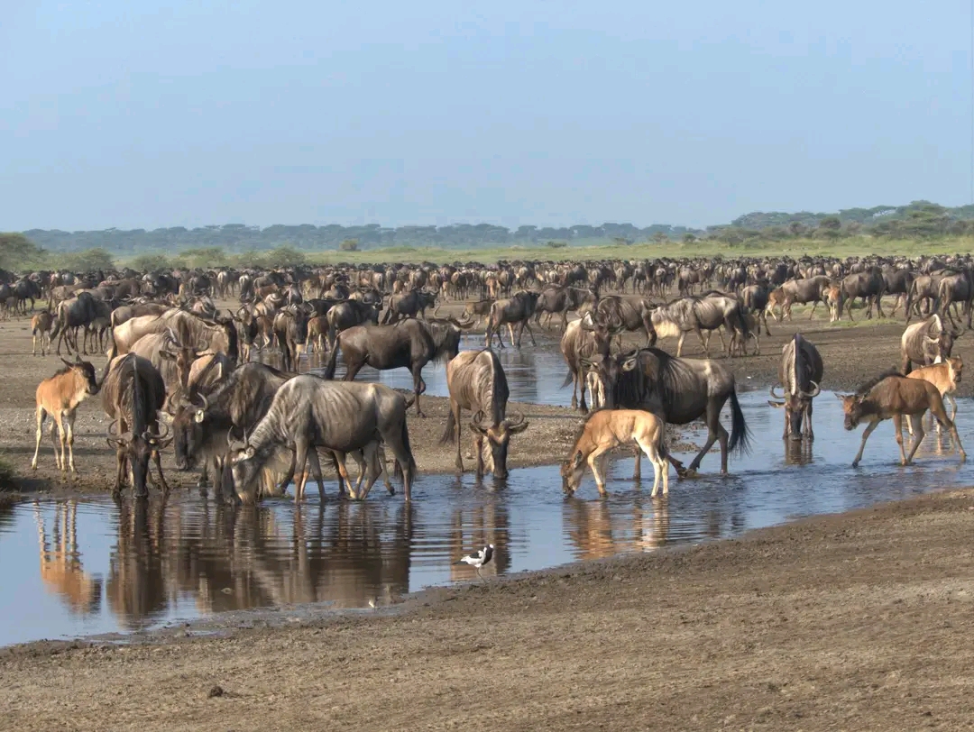 Top 5 things to do in Masai Mara National