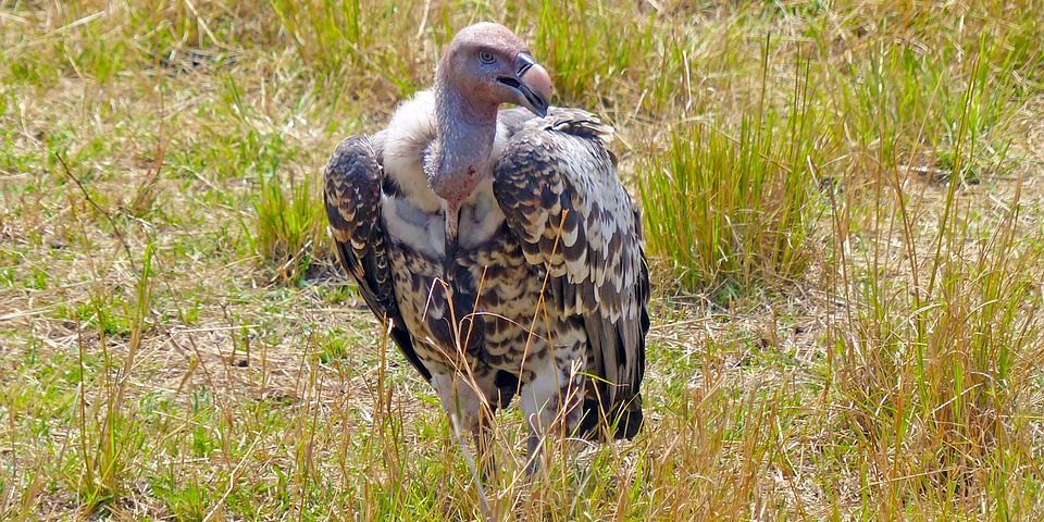 Bird watching Safaris in Kenya