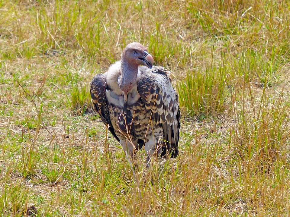 Bird watching safari tour in Tanzania