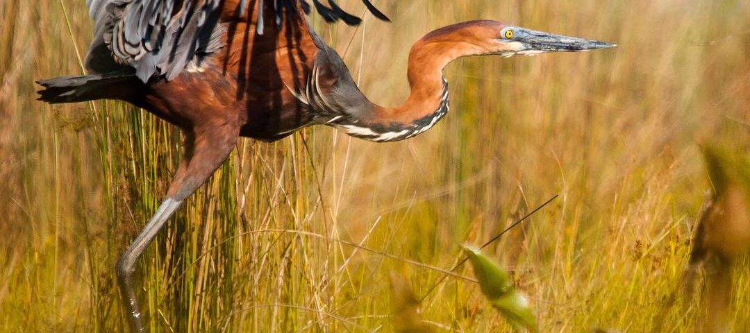 Bird watching safari tour in Tanzania