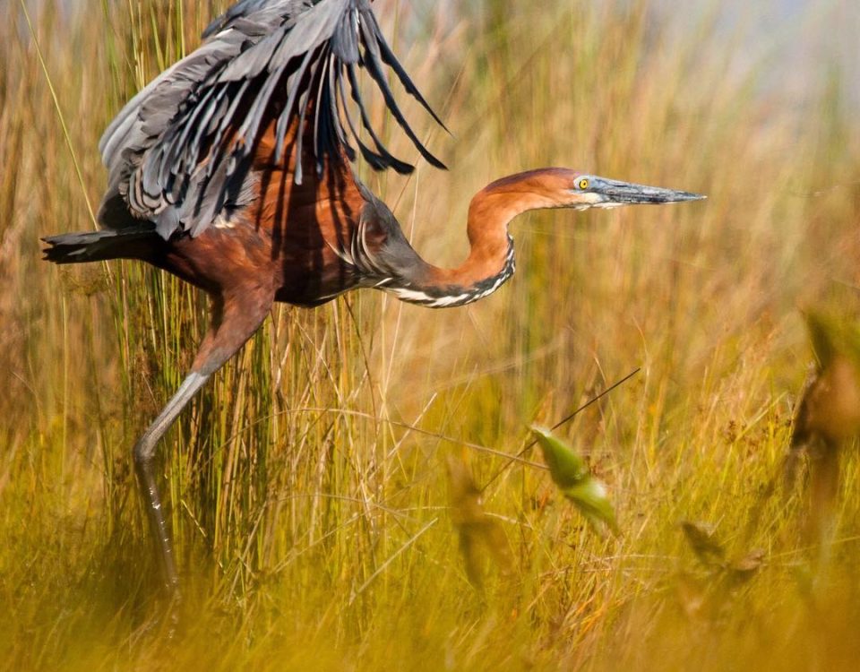 Bird watching safari tour in Tanzania