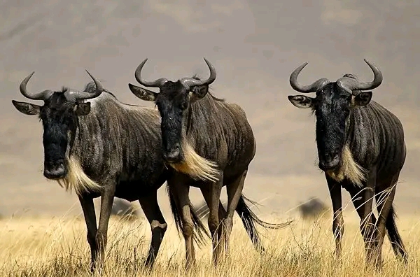 Great Migration in Kenya’s Masai Mara