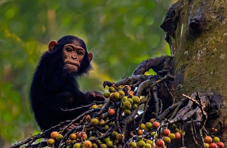 Best Time for Chimpanzee trekking in Uganda