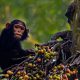 Best Time for Chimpanzee trekking in Uganda