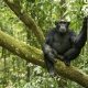 Chimpanzee trekking in Uganda