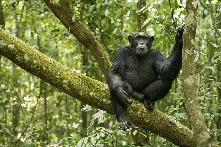 Chimpanzee Habituation Experience in Uganda