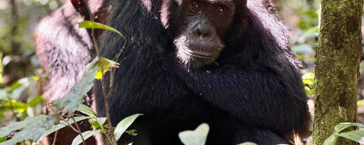 Chimpanzee Trekking in Uganda