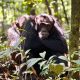 Chimpanzee Trekking in Uganda