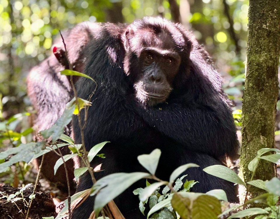 Chimpanzee Trekking in Uganda