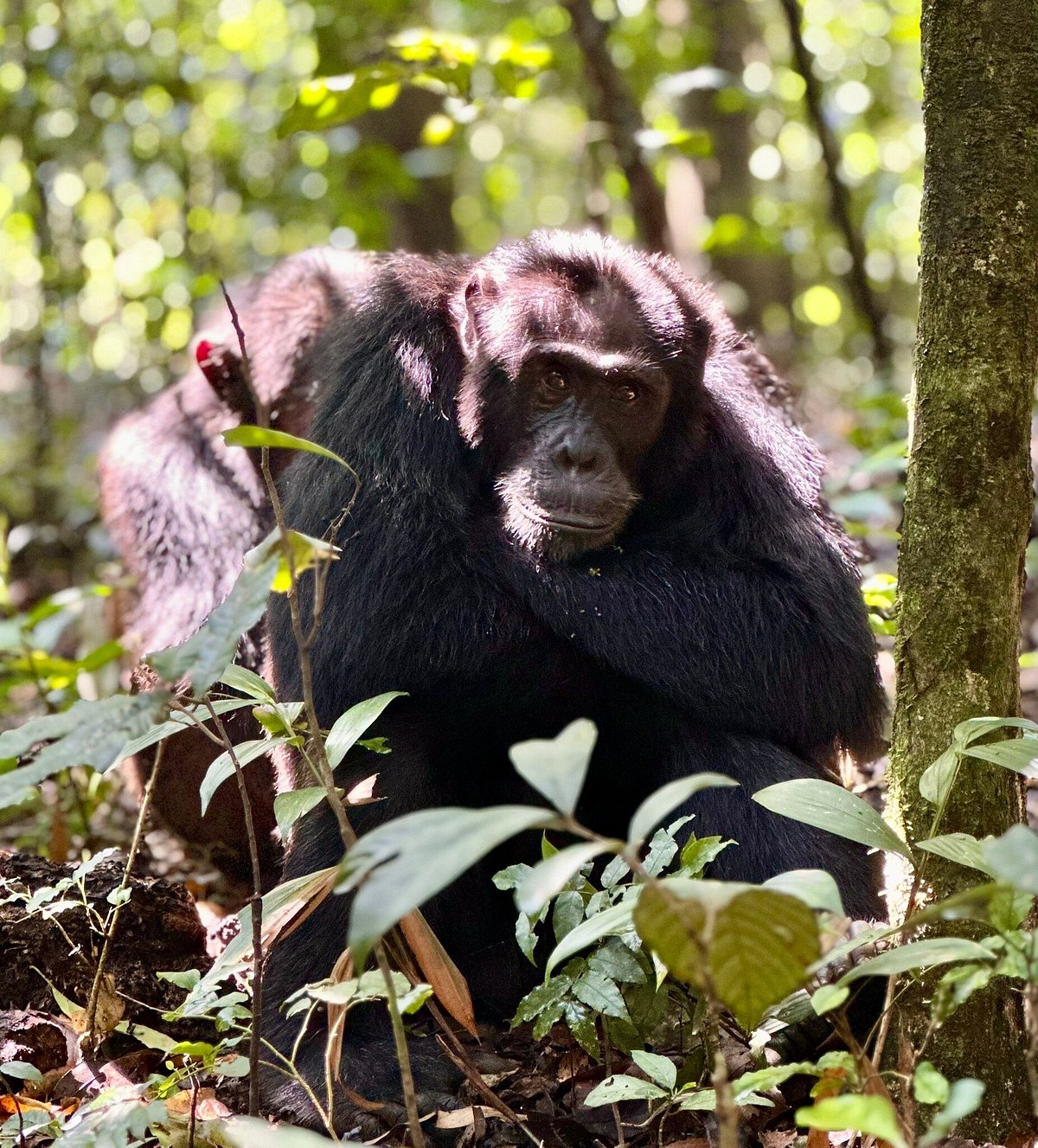 Chimpanzee trekking in Uganda