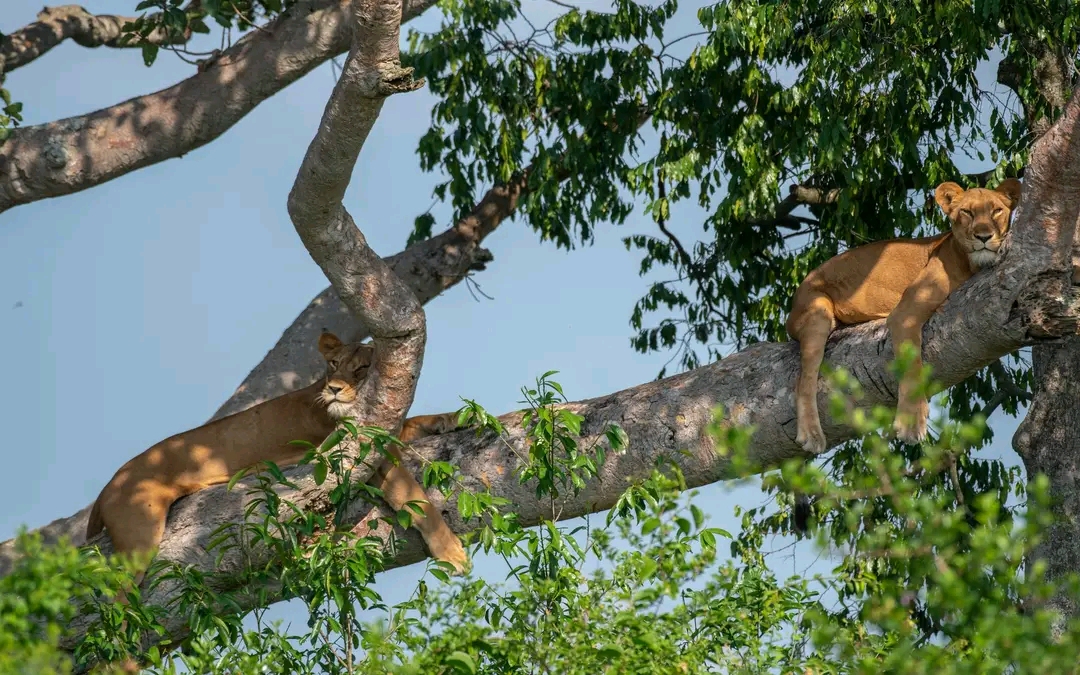 Wildlife safaris in Uganda