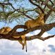 Wildlife Safaris in Tanzania
