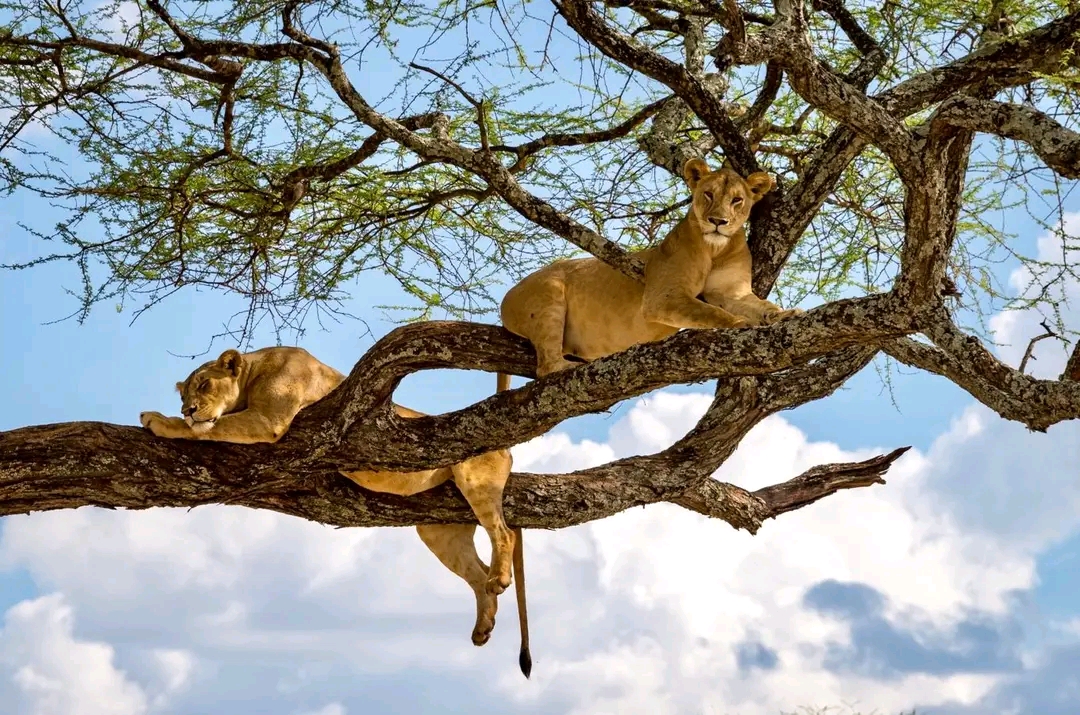 Wildlife Safaris in Tanzania