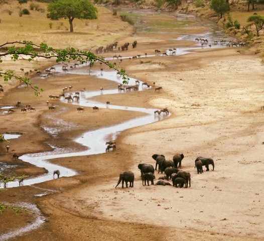 Things to do in Tarangire National Park